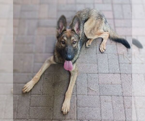 Medium Photo #1 German Shepherd Dog-Unknown Mix Puppy For Sale in columbia, SC, USA