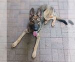 Small German Shepherd Dog Mix