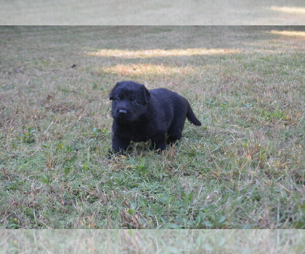 Medium Photo #6 German Shepherd Dog Puppy For Sale in POWDER SPRINGS, GA, USA