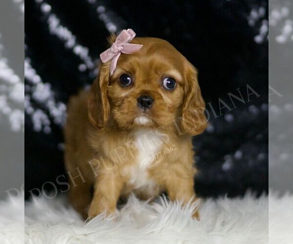 Medium Photo #3 Cavalier King Charles Spaniel Puppy For Sale in WARSAW, IN, USA