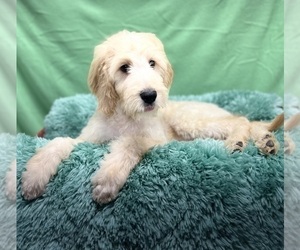 Irish Doodle Puppy for sale in DUNDEE, OH, USA