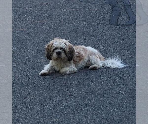 Medium Photo #1 Shih Tzu-Unknown Mix Puppy For Sale in San Antonio, TX, USA