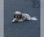 Small Shih Tzu Mix