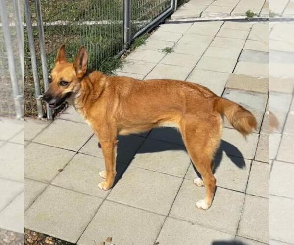 Medium Photo #3 Carolina Dog-German Shepherd Dog Mix Puppy For Sale in Yardley, PA, USA
