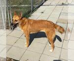 Small #2 Carolina Dog-German Shepherd Dog Mix