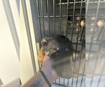 A663346 - Male German Shepherd Dog-Unknown Mix Dog for Adoption - Small photo