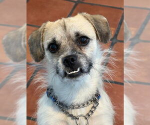 Pug-Unknown Mix Dogs for adoption in San Diego, CA, USA