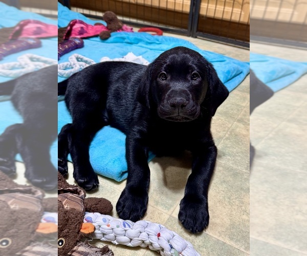 Medium Photo #3 Labrador Retriever Puppy For Sale in LISBON, CT, USA