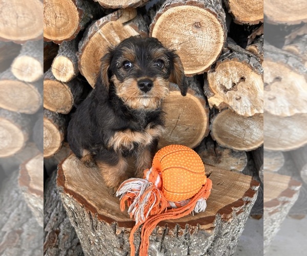 Medium Photo #1 King Schnauzer Puppy For Sale in MIDDLEBURY, IN, USA