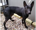 Small #23 German Shepherd Dog
