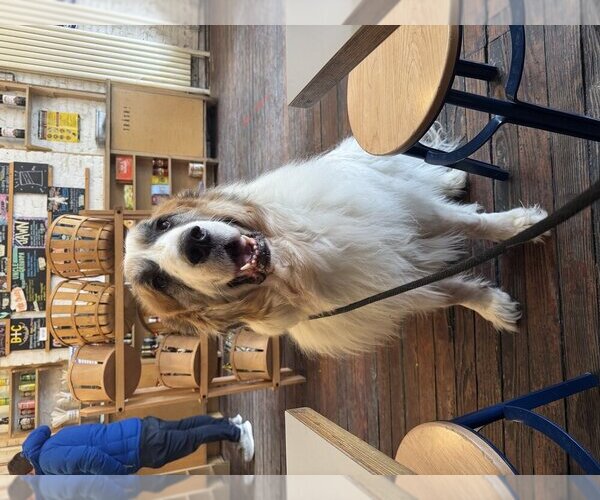 Medium Photo #1 Great Pyrenees-Unknown Mix Puppy For Sale in Elmsford, NY, USA