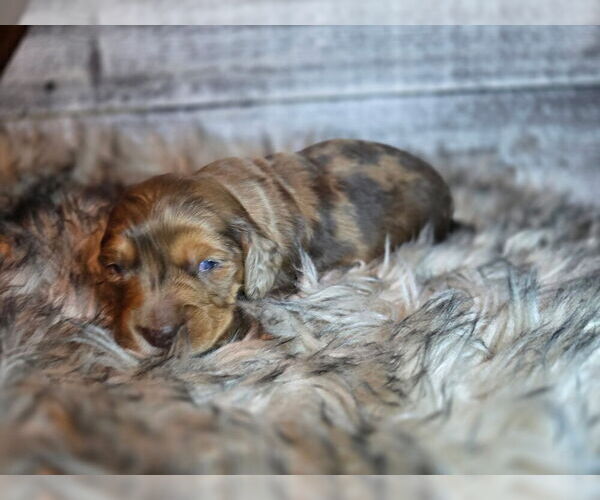 Medium Photo #1 Dachshund Puppy For Sale in NEOSHO, MO, USA