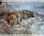 Puppy Miscellaneous Dachshund