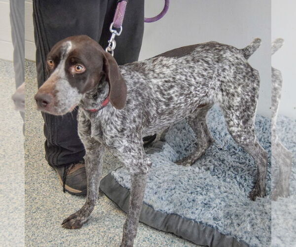 Medium Photo #3 German Shorthaired Pointer Puppy For Sale in Huntley, IL, USA