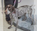 Small #2 German Shorthaired Pointer