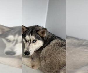 Siberian Husky Dogs for adoption in Houston, TX, USA