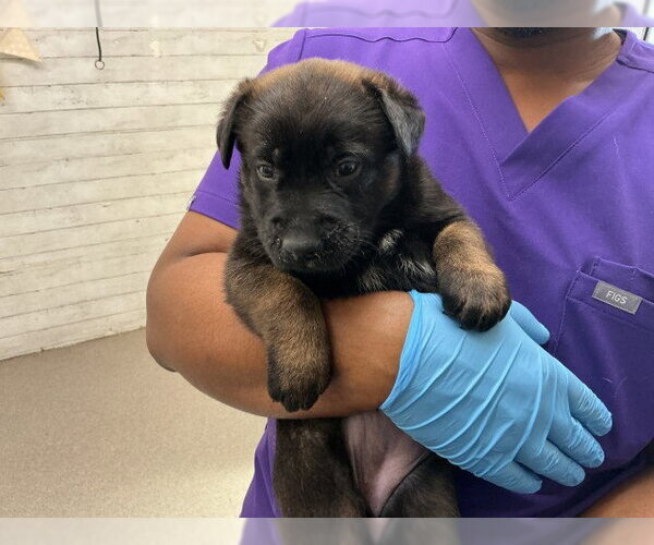 Medium Photo #3 German Shepherd Dog Puppy For Sale in San Bernardino, CA, USA