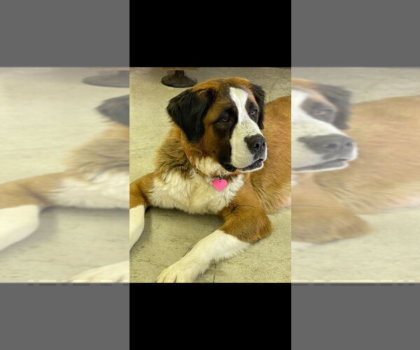 Medium Photo #3 Saint Berdoodle Puppy For Sale in BROWNSTOWN, IN, USA
