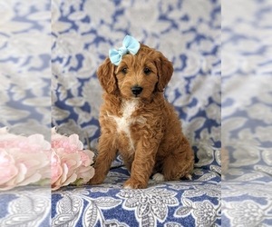 Goldendoodle (Miniature) Puppy for sale in GLEN ROCK, PA, USA
