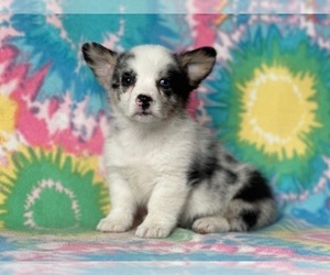 Pembroke Welsh Corgi Puppy for sale in LANCASTER, PA, USA