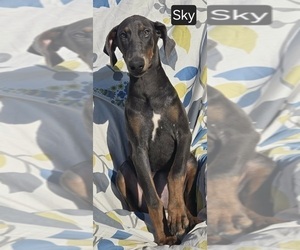 Doberman Pinscher Puppy for Sale in POMEROY, Ohio USA