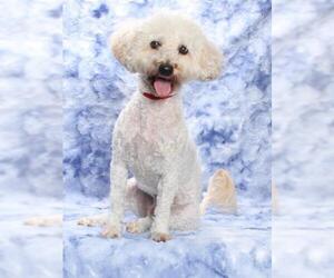 Maltipoo Dogs for adoption in Burbank, CA, USA