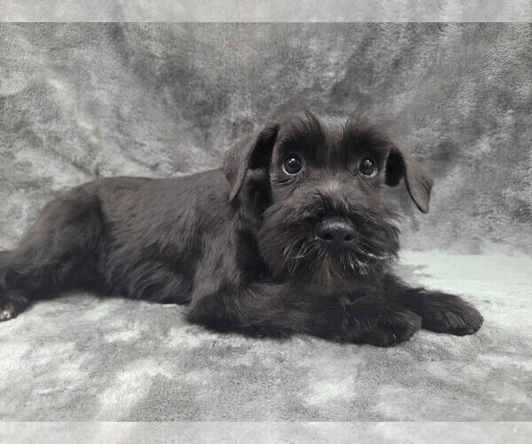 Medium Photo #5 Mutt Puppy For Sale in Lincolnwood, IL, USA