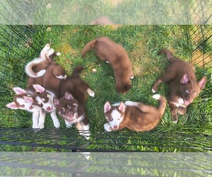 Pomsky Puppy for Sale in CHARLOTTE, North Carolina USA