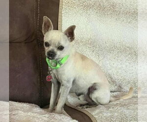Dominic - Male Rat-Cha Dog for Adoption - Photo #5