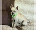 Small Photo #5 Rat-Cha Puppy For Sale in Princeton, MN, USA