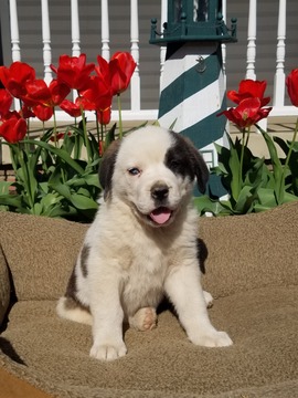 Medium Photo #1 Saint Bernard Puppy For Sale in DUNDEE, OH, USA