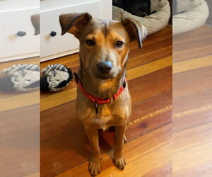 Happy - Male Mutt Dog for Adoption - Photo #3