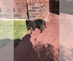 Small Photo #3 Dutch Shepherd Dog Puppy For Sale in SALADO, TX, USA