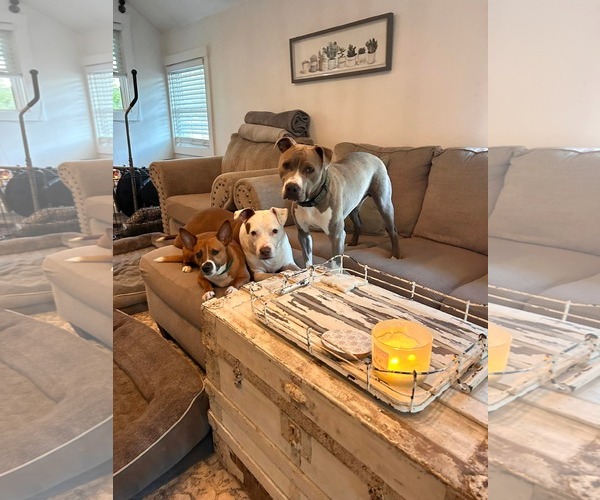 Medium Photo #5 Mutt Puppy For Sale in Cape May, NJ, USA