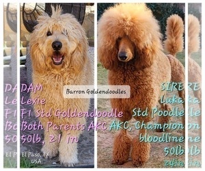 Father of the Goldendoodle puppies born on 06/04/2022