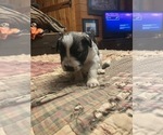 Small Photo #16 Maltipoo-Schnauzer (Miniature) Mix Puppy For Sale in ROSELAND, VA, USA