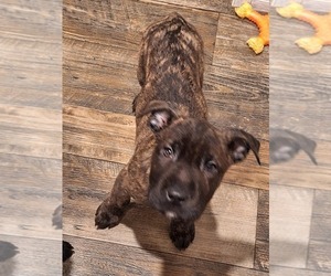 Boxer-Chinese Shar-Pei Mix Puppy for sale in BLOSSVALE, NY, USA