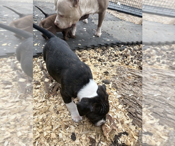 Medium Photo #11 American Pit Bull Terrier-Chinese Shar-Pei Mix Puppy For Sale in KANSAS CITY, MO, USA