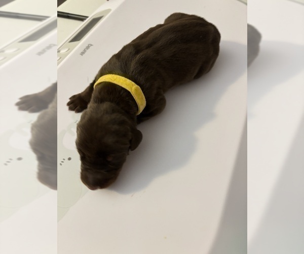 Medium Photo #4 Doberman Pinscher Puppy For Sale in MACOMB TOWNSHIP, MI, USA