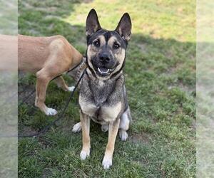 German Shepherd Dog Dogs for adoption in Modesto, CA, USA