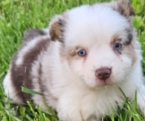 Miniature Australian Shepherd Puppy for sale in MILTON, WI, USA