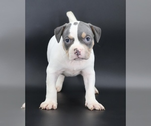 American Bully Puppy for Sale in CHAMPAIGN, Illinois USA
