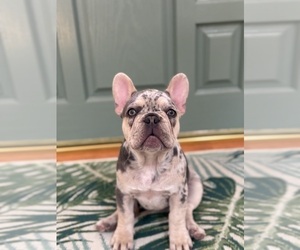 French Bulldog Puppy for Sale in PLEASANTON, California USA