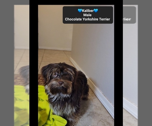 Medium Photo #2 Yorkshire Terrier Puppy For Sale in TUCSON, AZ, USA