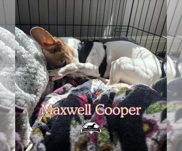 Medium Photo #11 Chiweenie Puppy For Sale in San Antonio, TX, USA