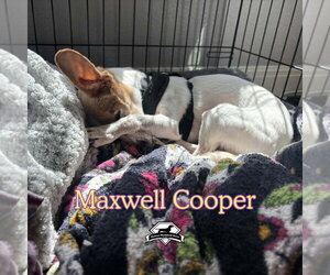 Maxwell Cooper - Male Chiweenie Dog for Adoption - Photo #11