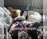 Small Photo #11 Chiweenie Puppy For Sale in San Antonio, TX, USA