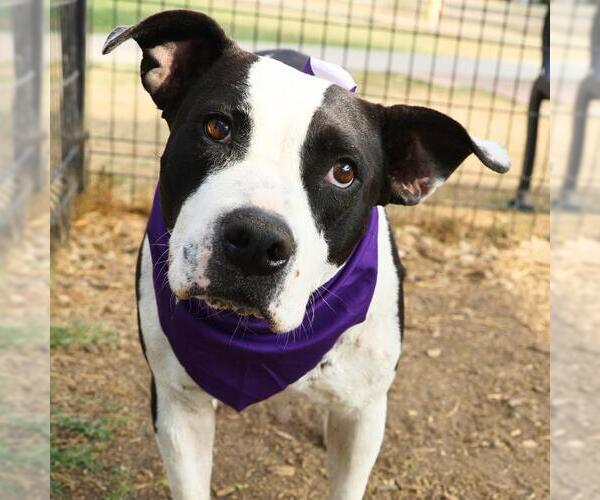 Medium Photo #1 American Staffordshire Terrier-Unknown Mix Puppy For Sale in San Antonio, TX, USA