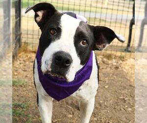 American Staffordshire Terrier-Unknown Mix Dogs for adoption in San Antonio, TX, USA