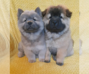 Chow Chow Puppy for sale in PACIFIC BEACH, CA, USA